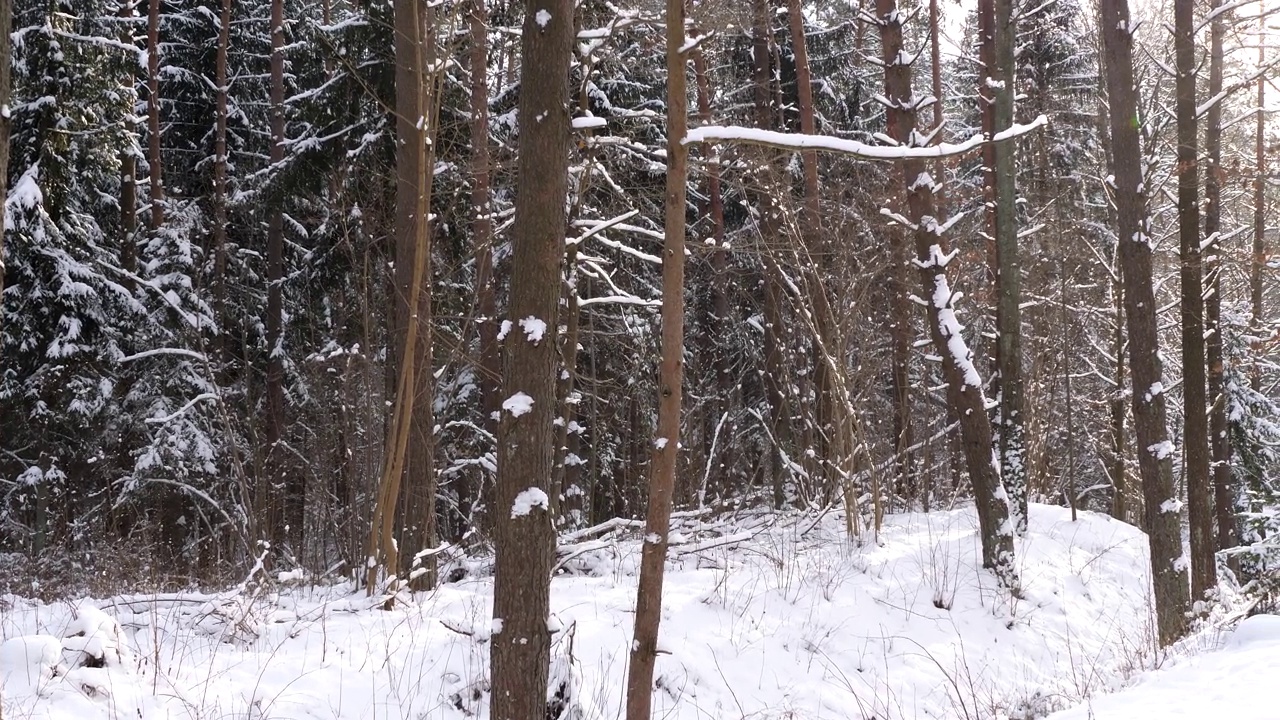 森林里白雪覆盖的树木。白天雪林视频素材