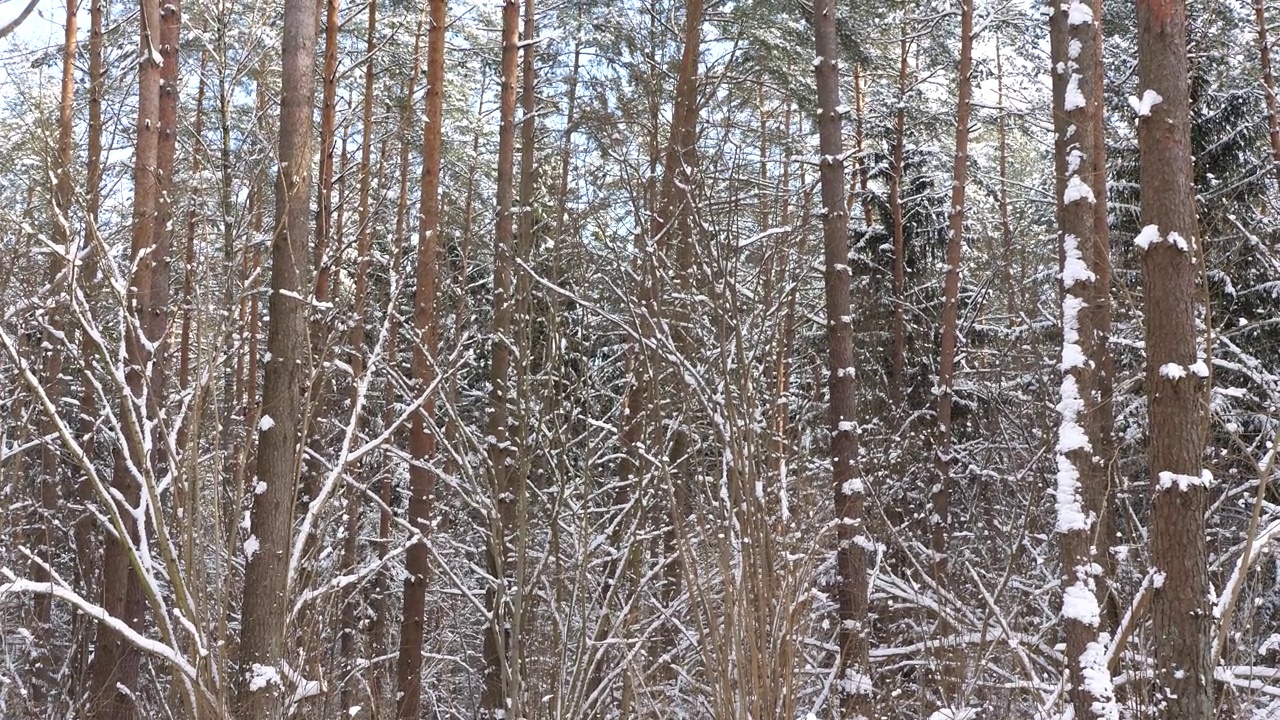 森林里白雪覆盖的树木。白天雪林视频素材