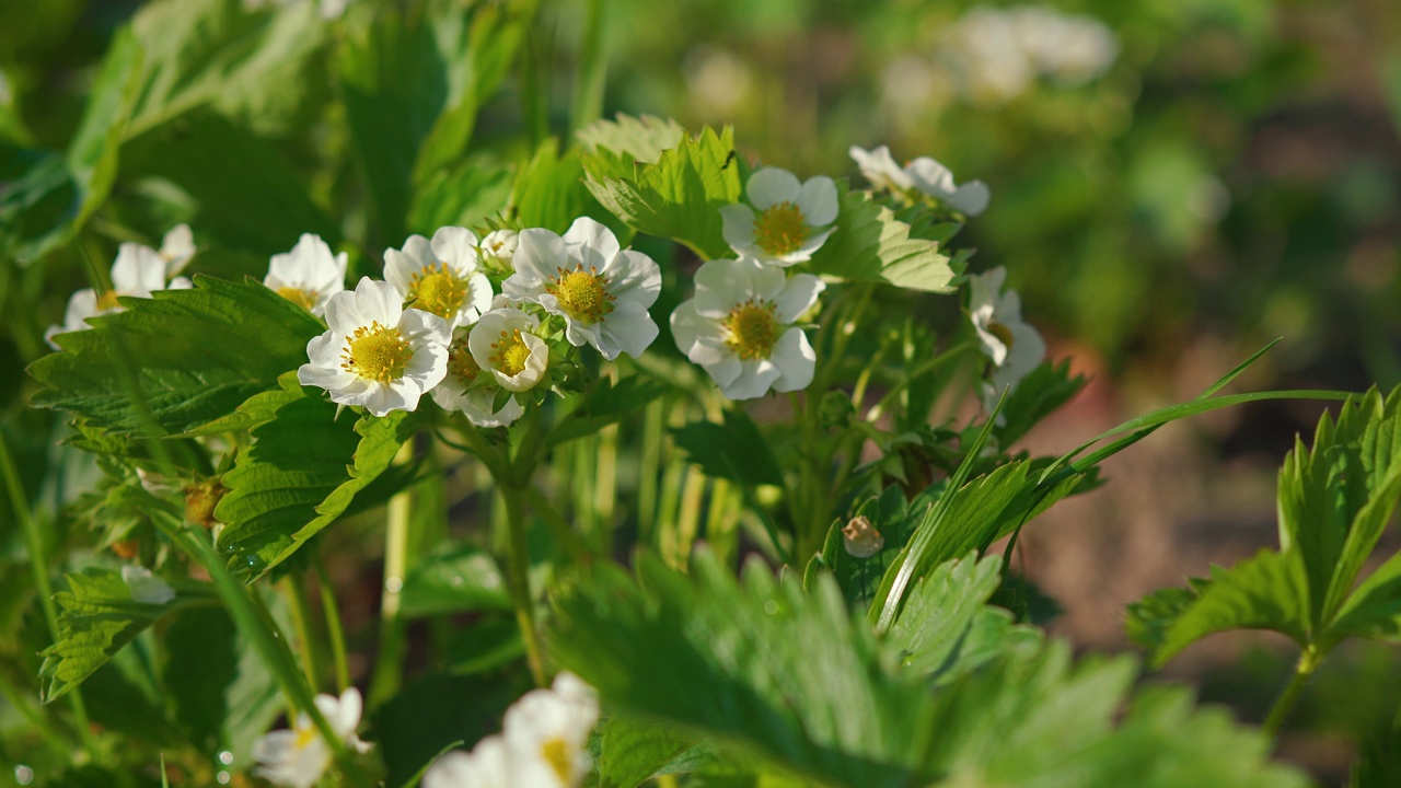 白色和黄色的花在绿色的未成熟的草莓植物上，特写细节视频素材