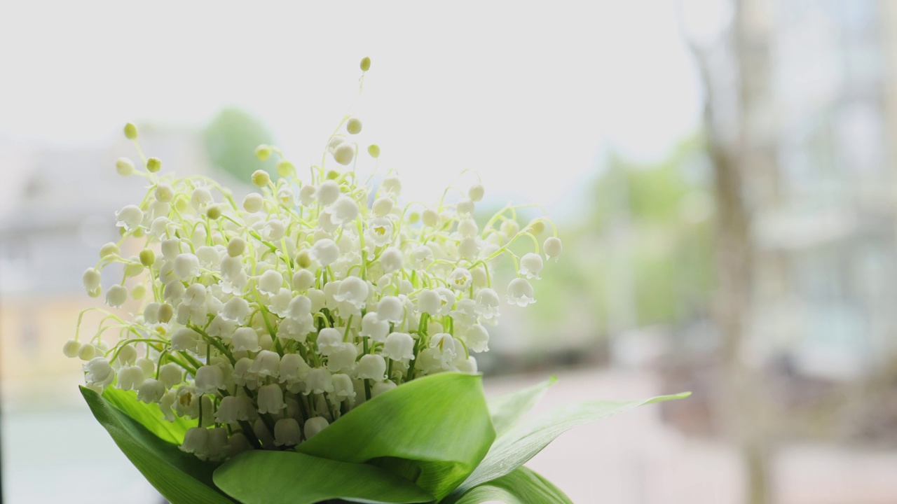 山谷里百合花的白花，五月里模糊的春日里的绿叶视频素材