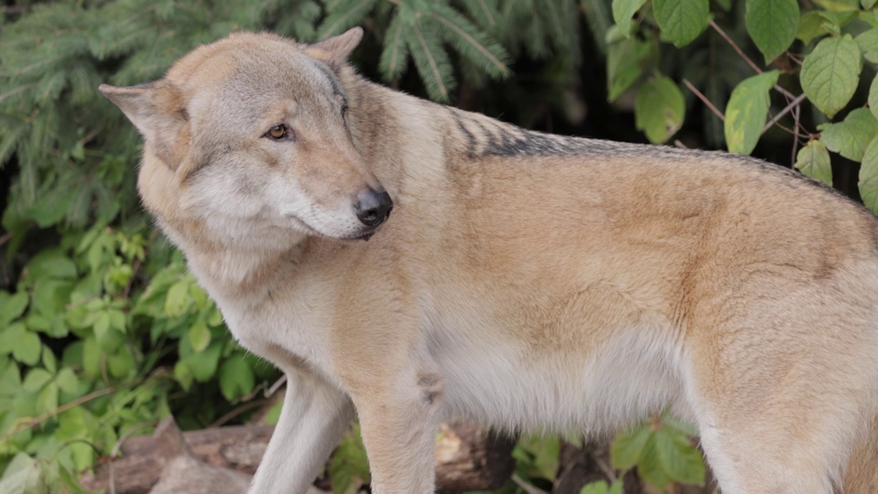 狼(Canis lupus)，又称灰狼，是犬科现存最大的成员。狼是狗家族中最大的野生成员。视频素材