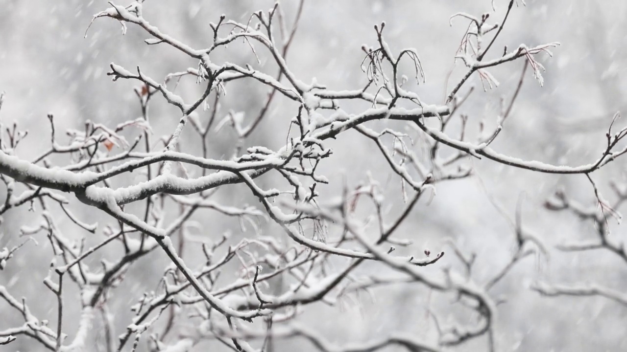 树枝在下雪的背景上。一片片雪花飘落在冬季的大地上。视频素材