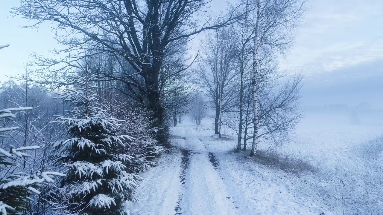 在爱沙尼亚的第一场雪中，沿着一条小路移动视频素材