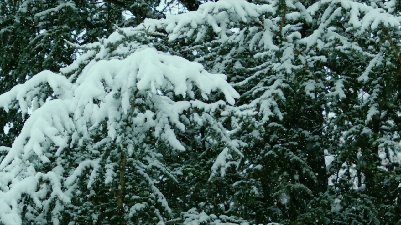 树枝上挂满了雪stock视频视频素材