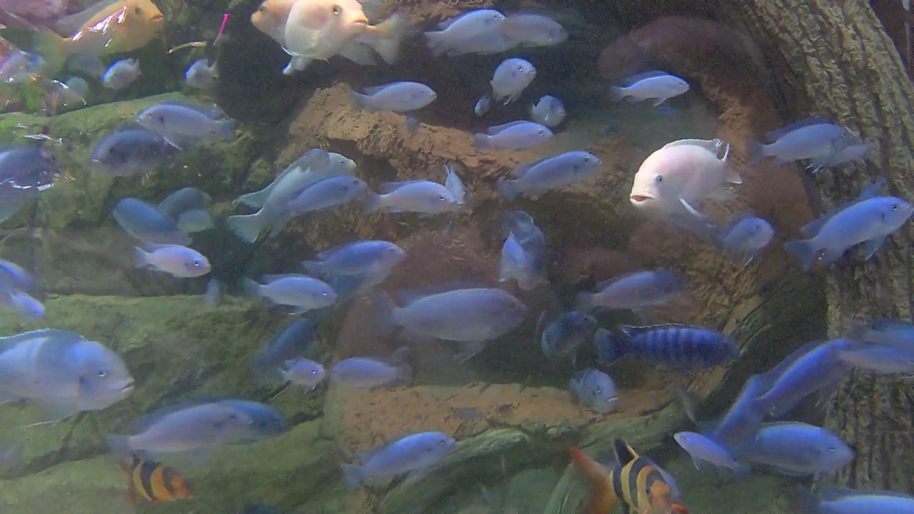 水族馆鱼类视频素材