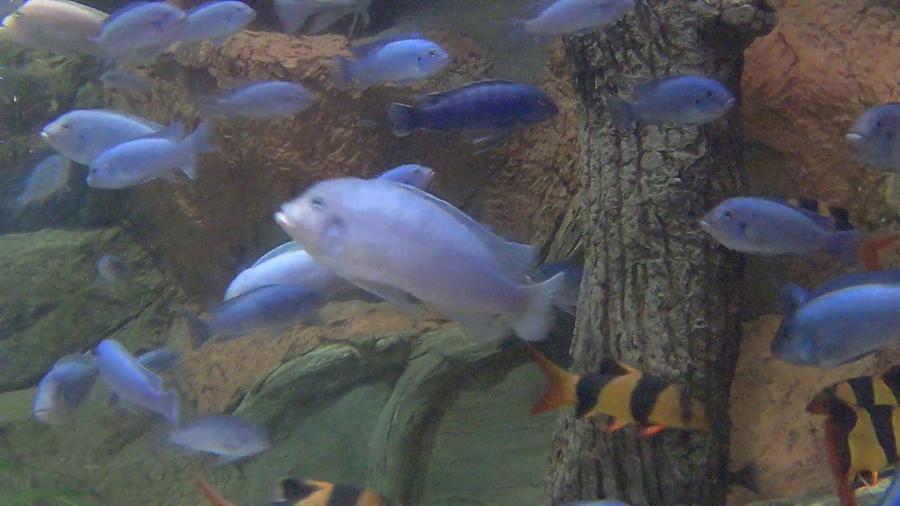 大型水族馆鱼类视频素材