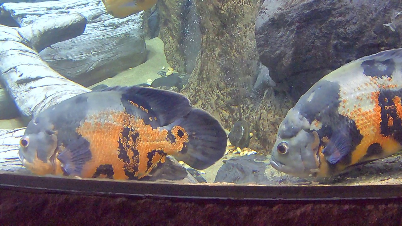 水族馆天文台视频素材