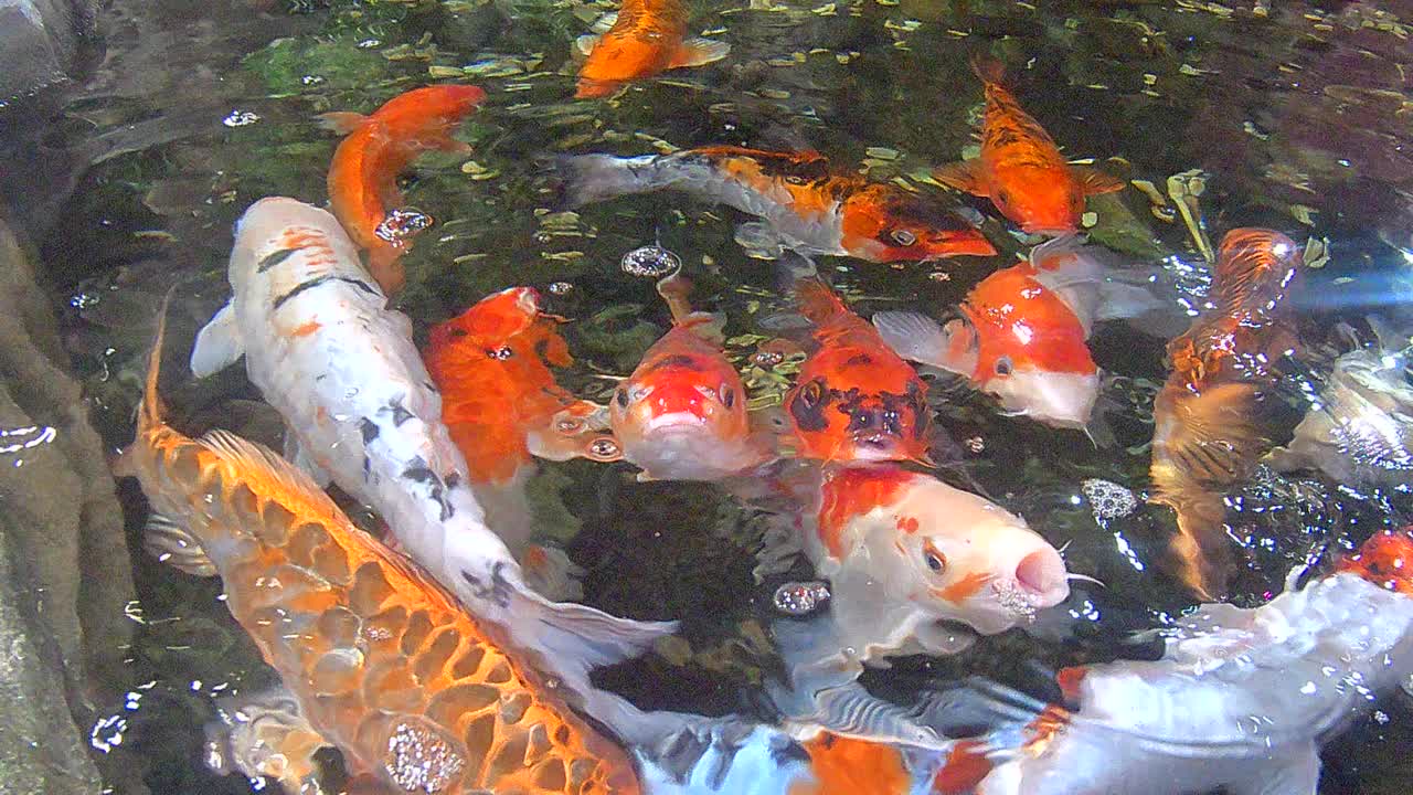 水族馆鱼类视频素材