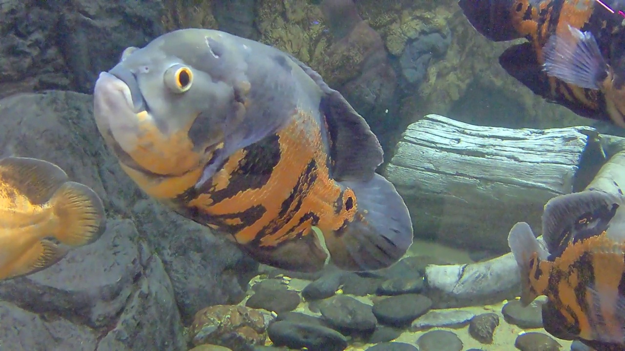 水族馆天文台视频素材