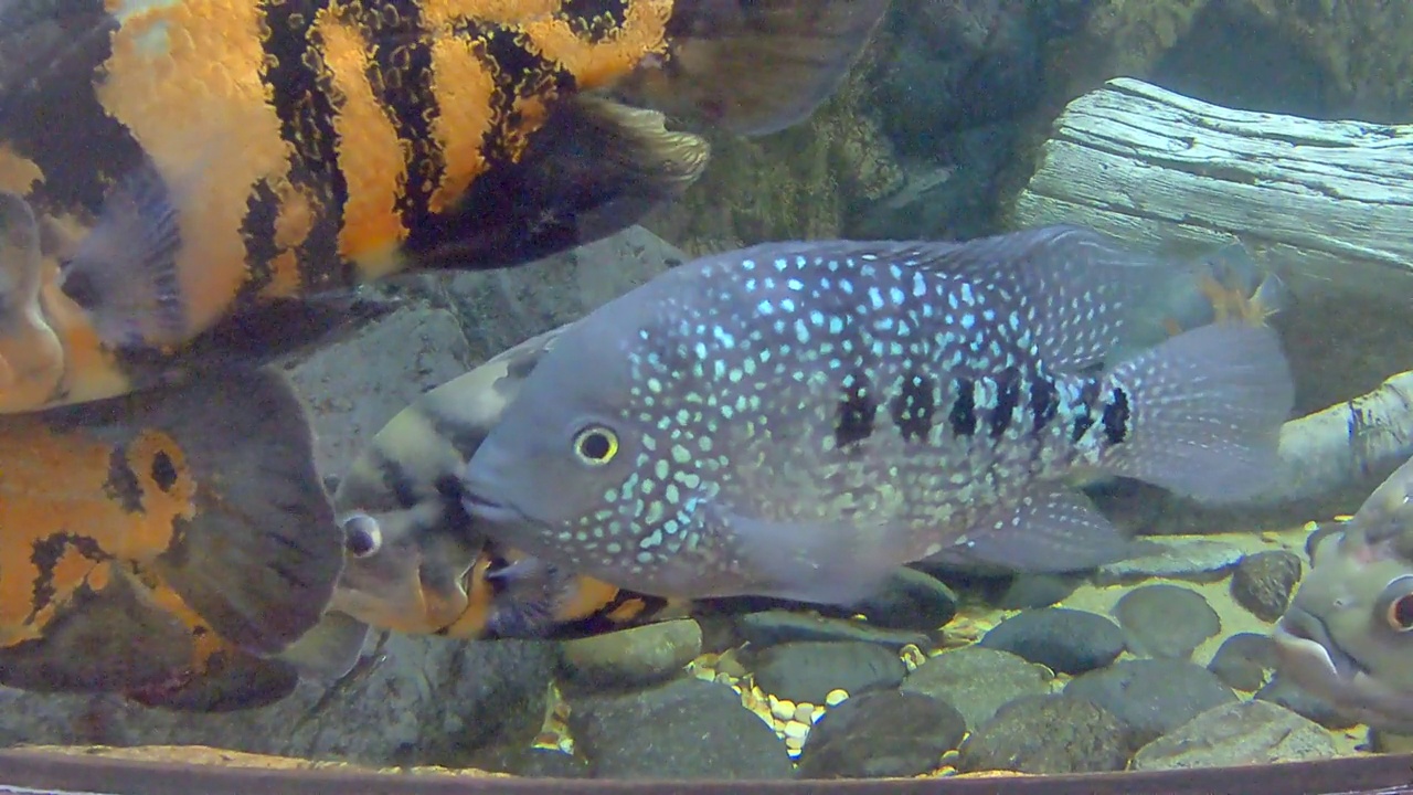 水族馆里的天文学家视频素材