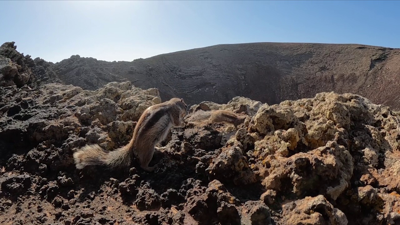 在加那利群岛火山上的松鼠和朋友们一起吃着、跳着视频素材