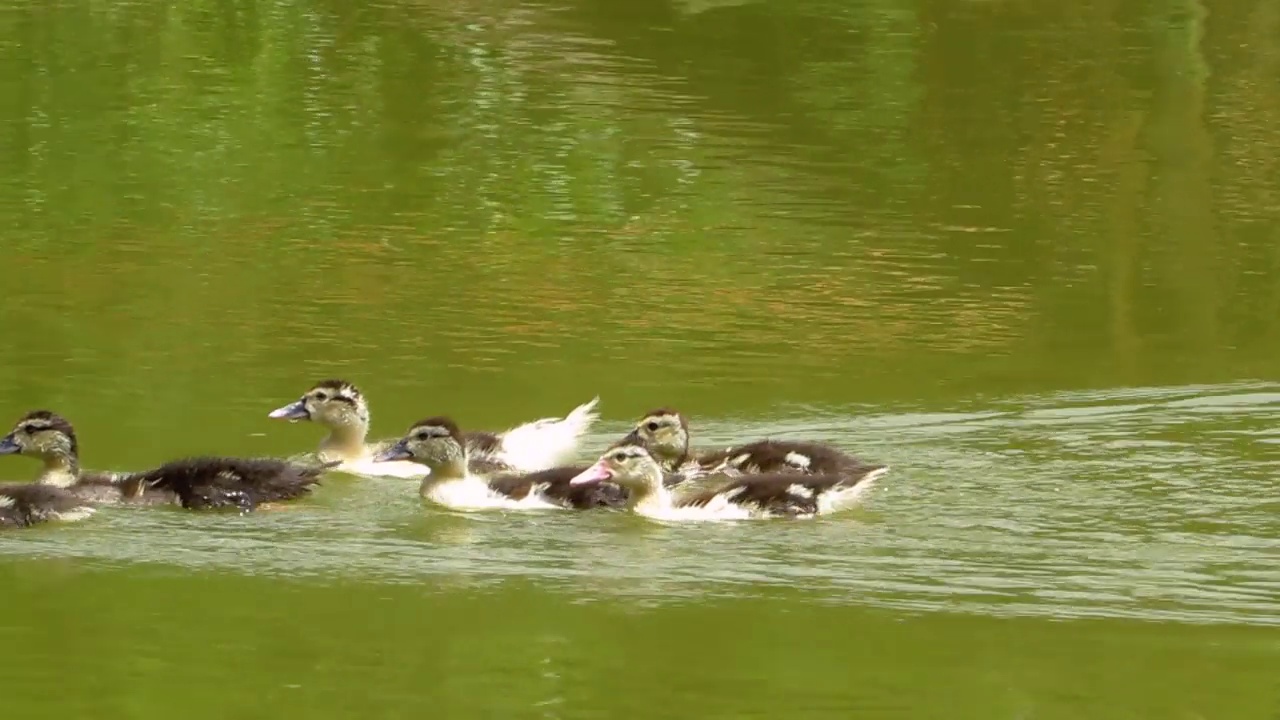 河边的野鸭(moschata Cairina)。视频素材