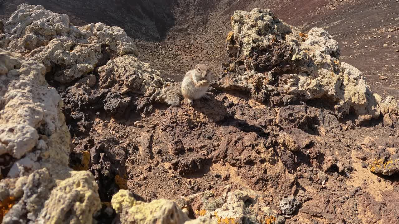 在加那利群岛火山上的松鼠和朋友们一起吃着、跳着视频素材