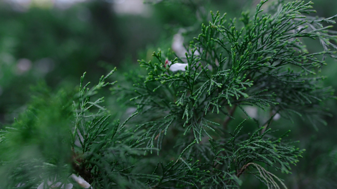 近距离观察随风摇曳的金叶。植物公园的针叶植物分支视频素材