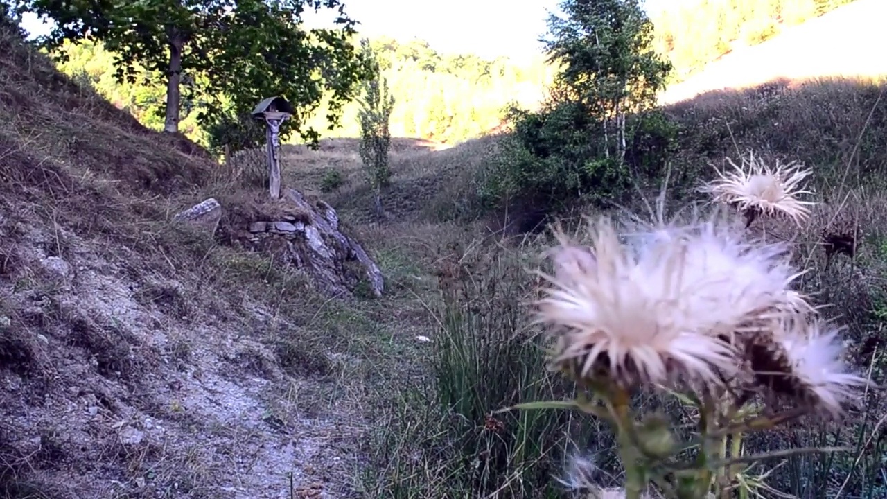 十字架建在森林的郊区，靠近灌木和生长蓟的花视频素材