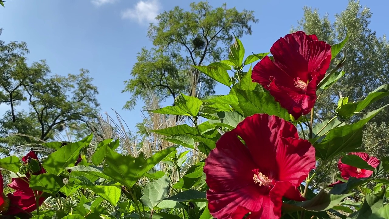 红色的芙蓉花美丽的观赏花园热带植物对蓝色阳光明媚的天空。鲜红的玫瑰锦葵花瓣在绿色的叶子在夏天的花园。视频素材