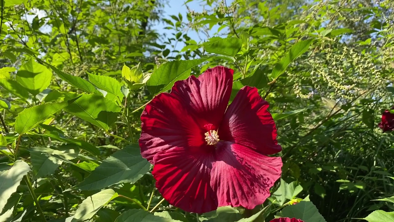 鲜红的芙蓉花，美丽的观赏园林热带植物。粉红色的玫瑰锦葵花瓣在绿色的叶子在夏天的花园。视频素材