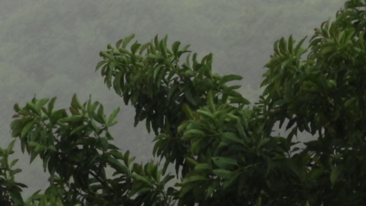 亚马逊暴雨——大雨视频素材