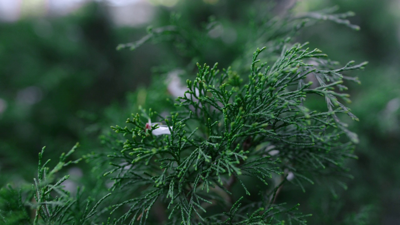 花园里的绿色灌木随风摇曳。白色的樱桃花在thuja树枝上视频素材