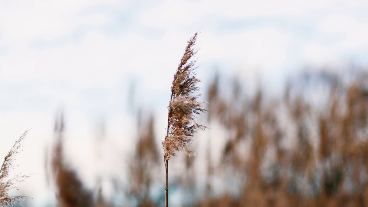 摘要天然背景的软质植物金叶蓼(Cortaderia selloana)、蒲苇(pampas)草在风中摇曳。视频素材