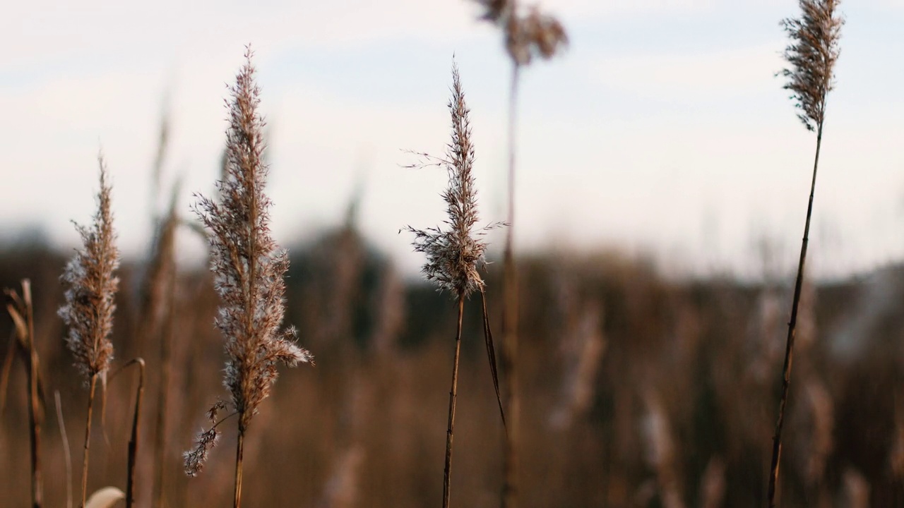 摘要天然背景的软质植物金叶蓼(Cortaderia selloana)、蒲苇(pampas)草在风中摇曳。视频素材