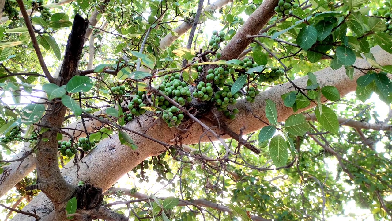 珍珠树果实的特写镜头视频素材