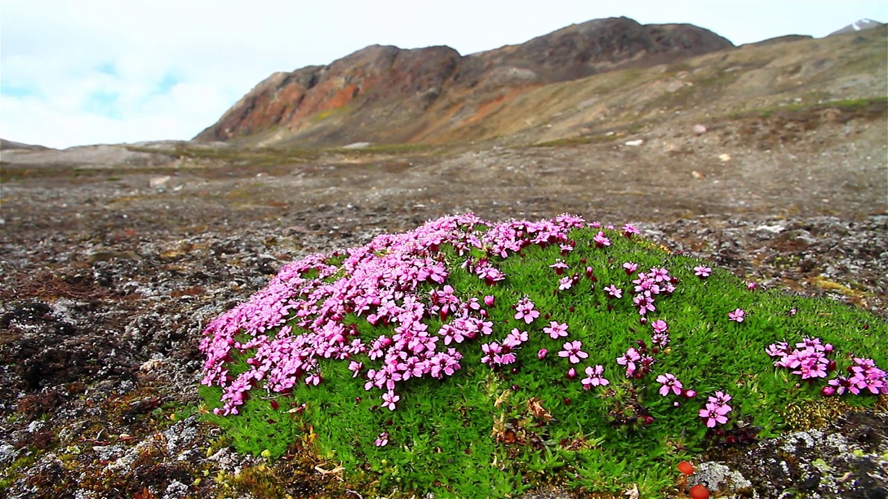 Saxifrage，北极花，斯瓦尔巴特群岛视频素材