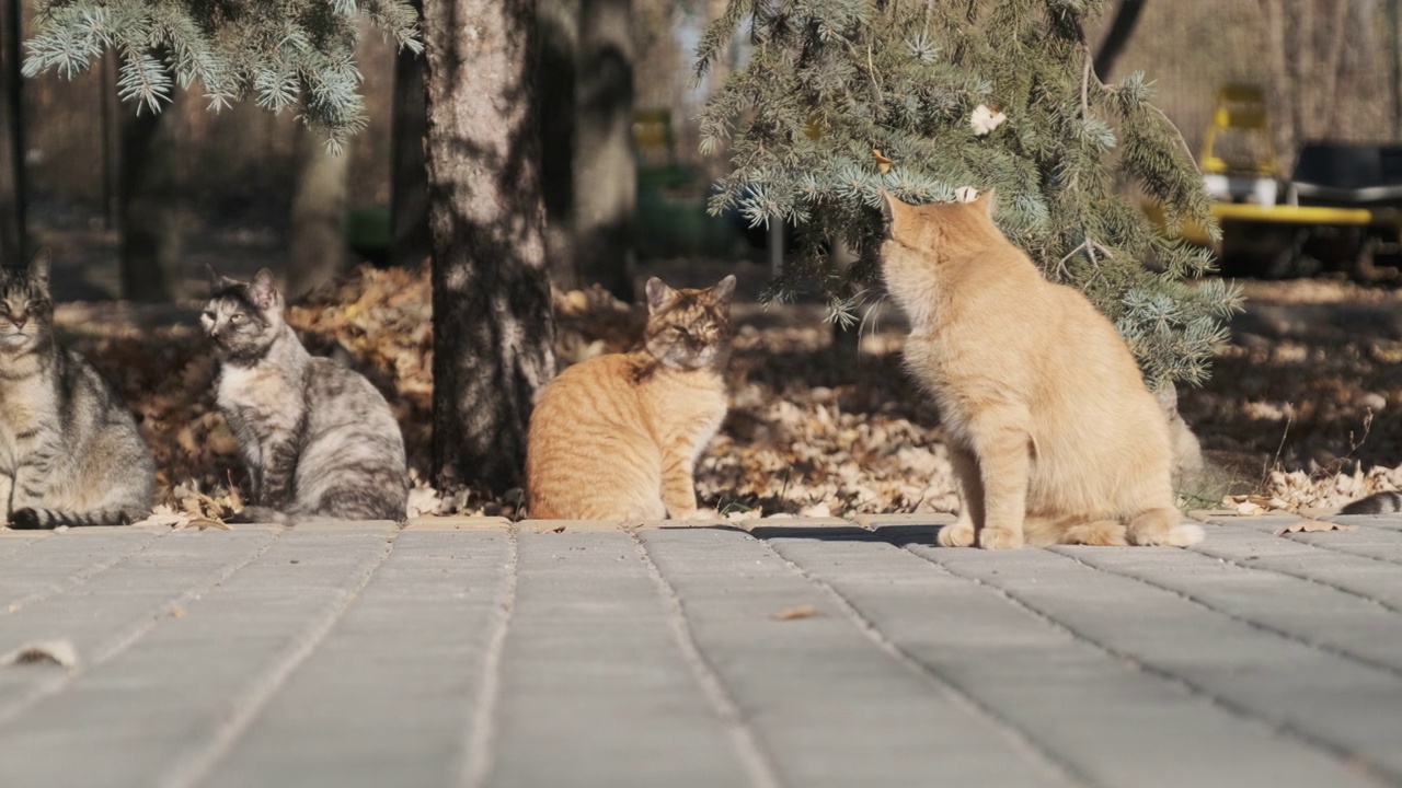 许多无家可归的猫一起坐在自然的公园里，慢镜头视频素材