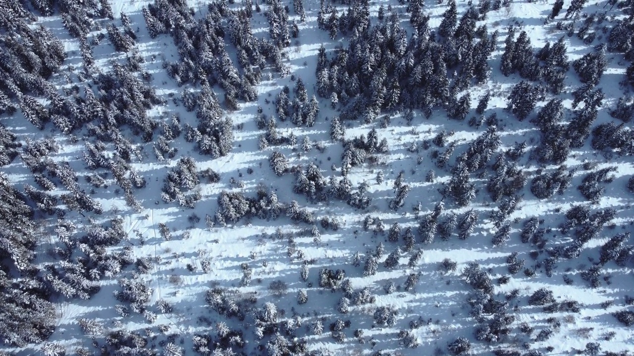 积雪森林鸟瞰图从无人机视频素材