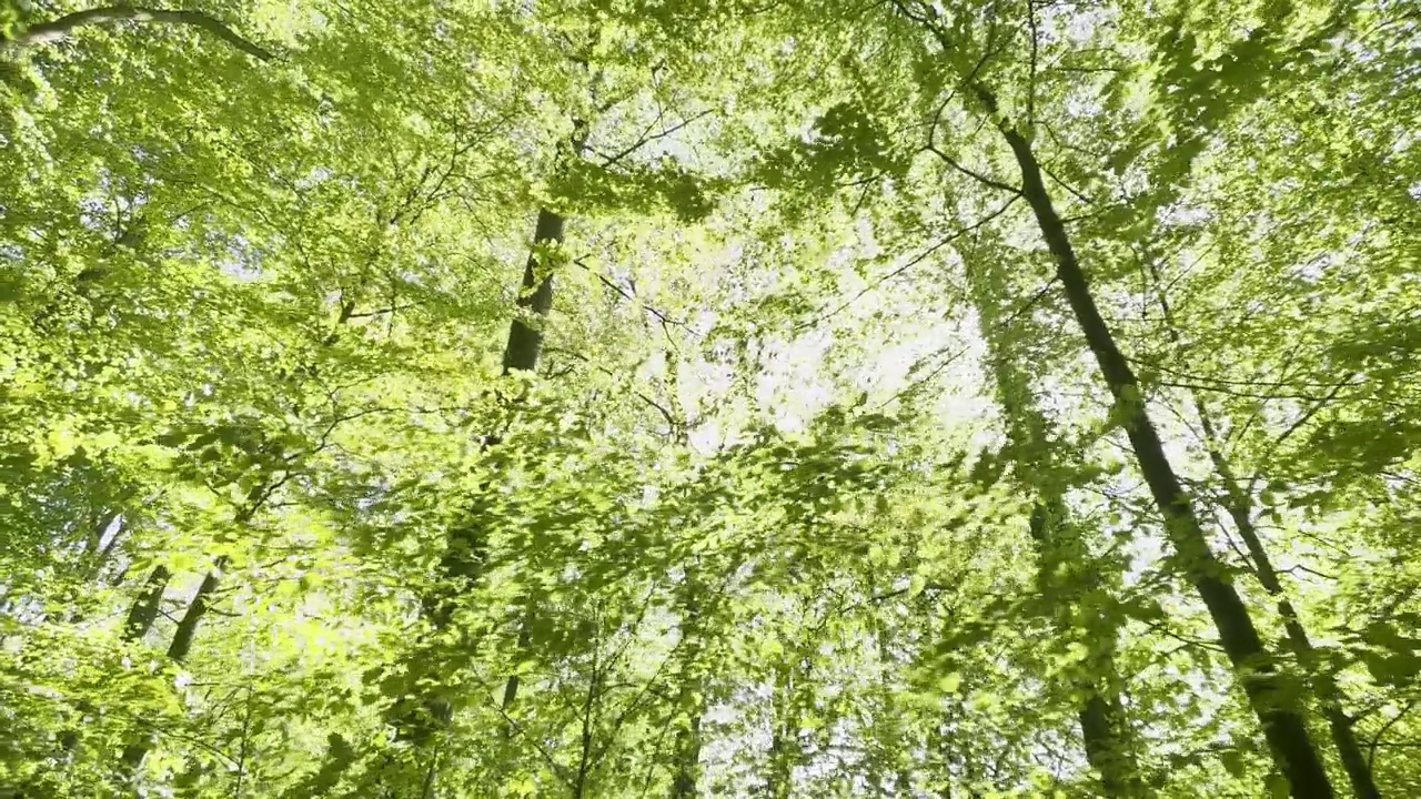 夏日漫步森林，阳光穿过绿树视频素材