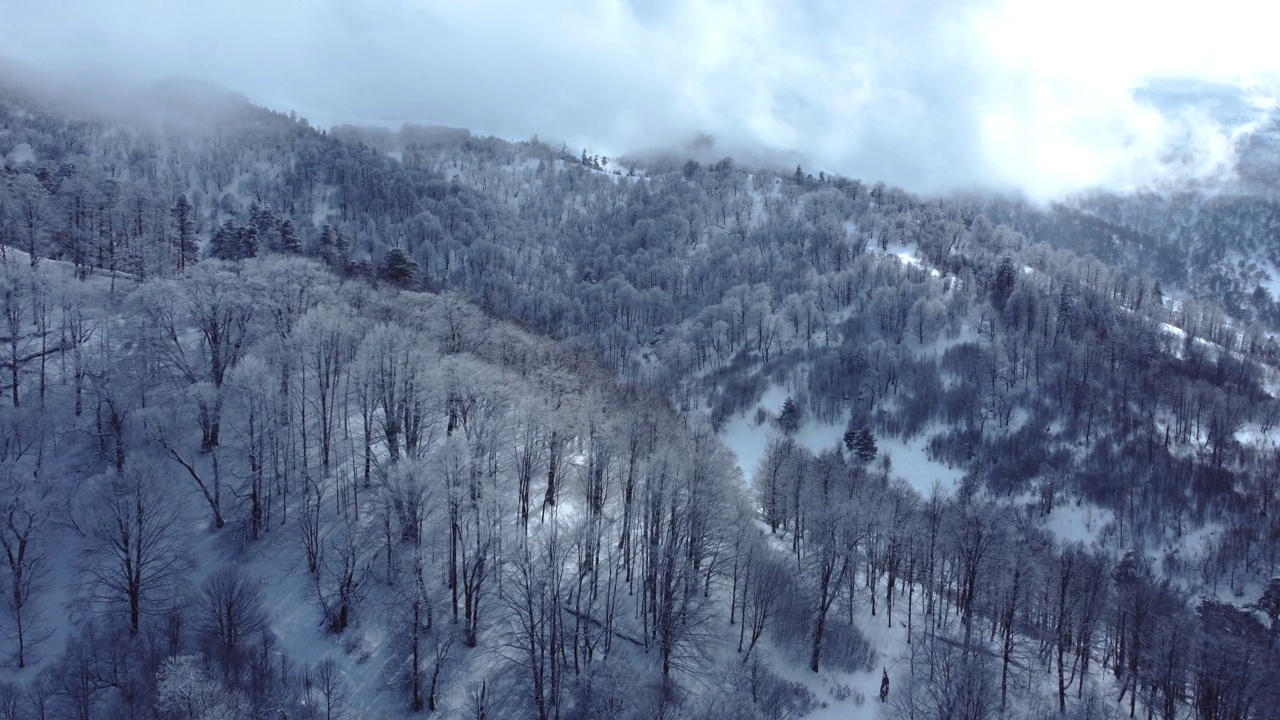 积雪森林鸟瞰图从无人机视频素材