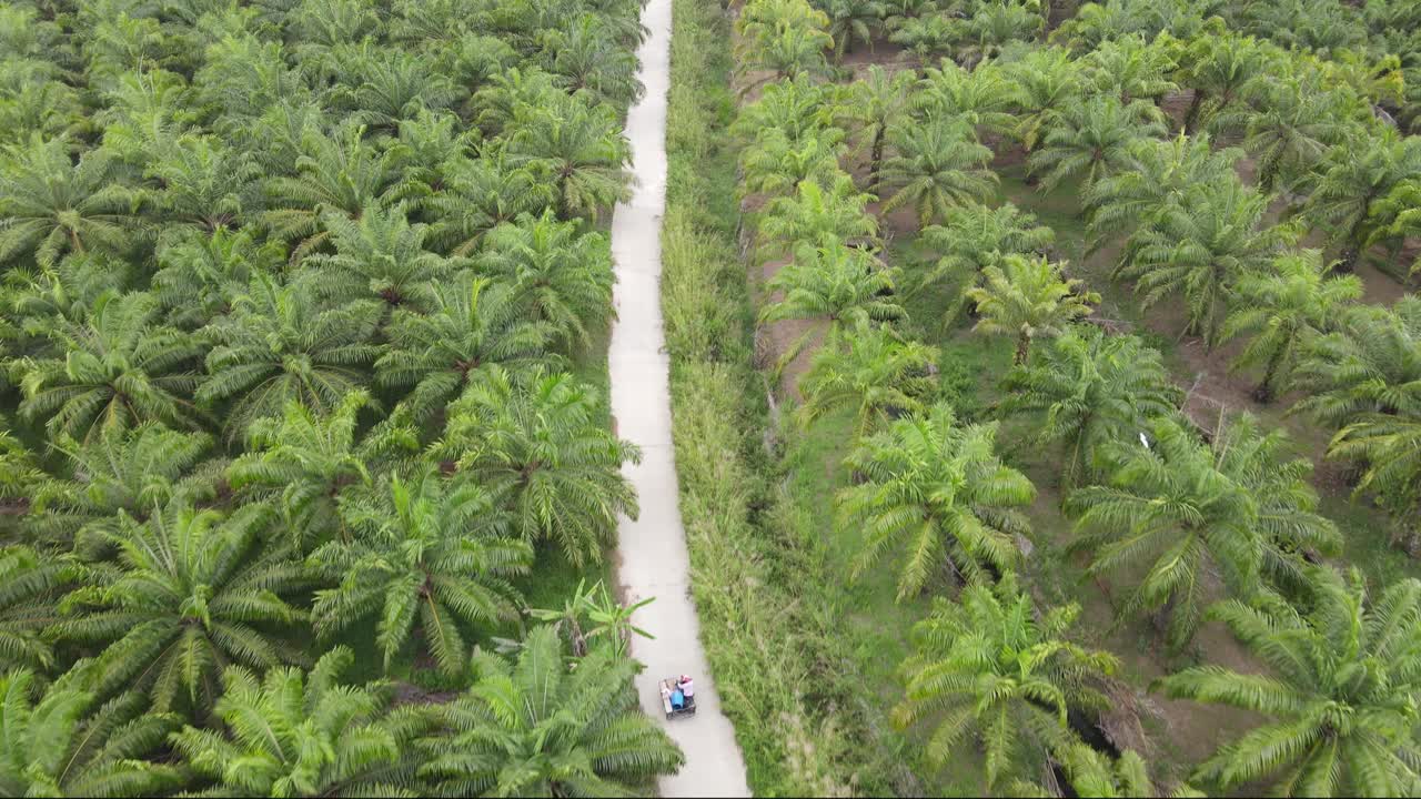 泰国南部的植物油棕榈树看到无人机视频素材