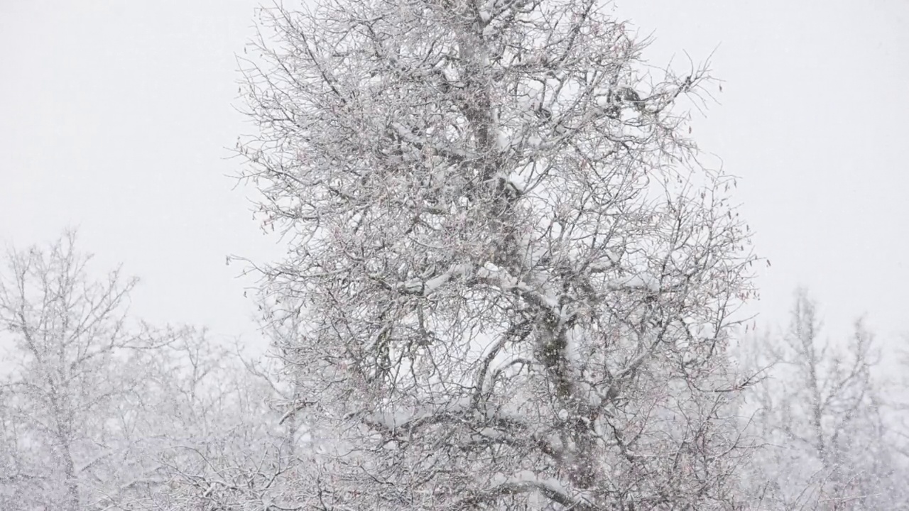 在多云的日子里模糊的冬季森林树顶背景上的降雪视频素材