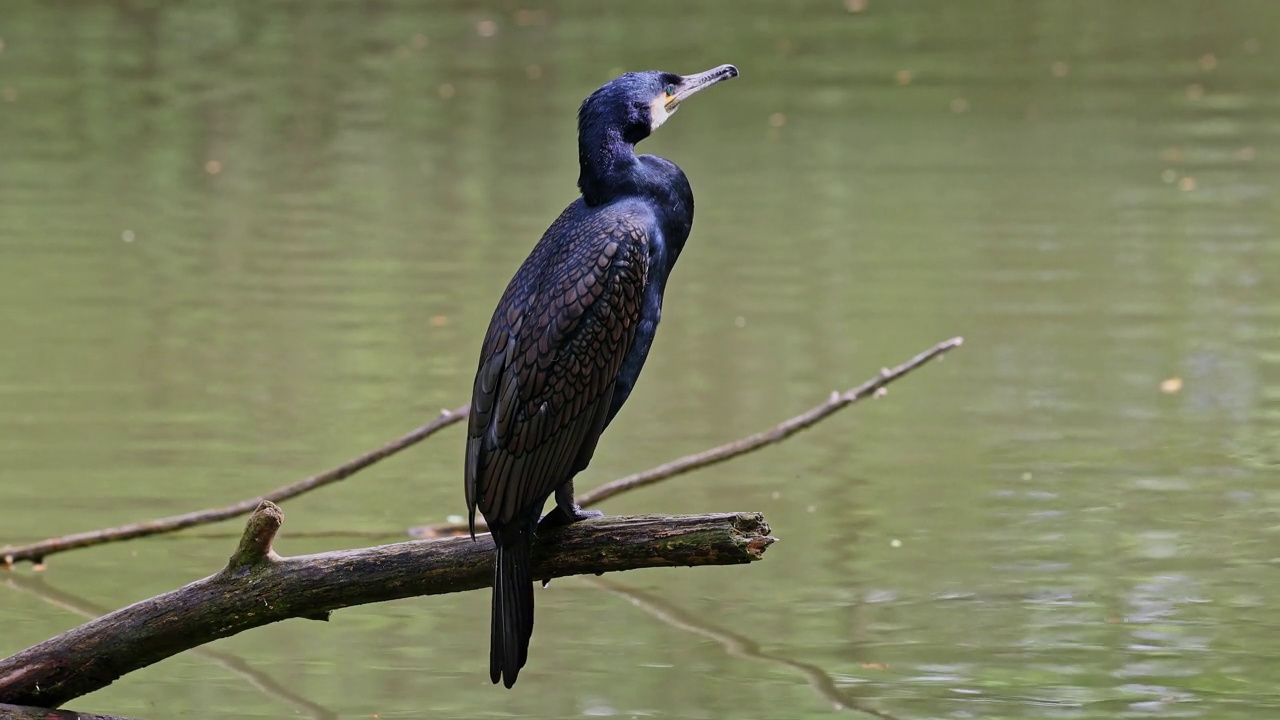 大鸬鹚，Phalacrocorax carbo，被称为北半球的大黑鸬鹚，澳大利亚的黑鸬鹚和印度的大鸬鹚视频下载