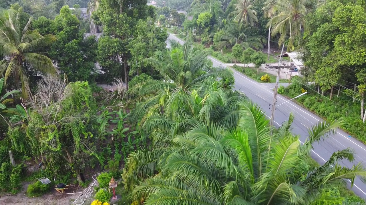 泰国南部的植物油棕榈树看到无人机视频素材