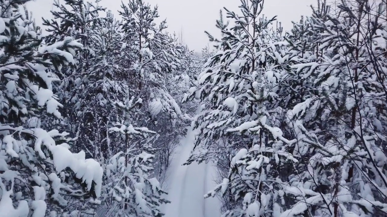 松树上的雪，空旷的道路视频素材