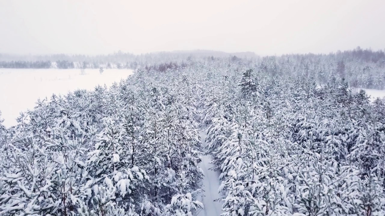 松树上的雪，空旷的道路视频素材