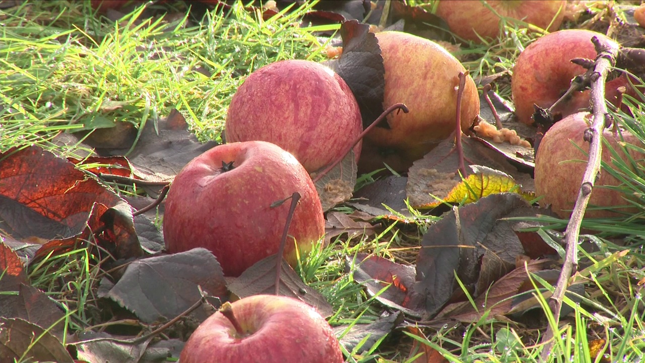 苹果躺在地上视频素材