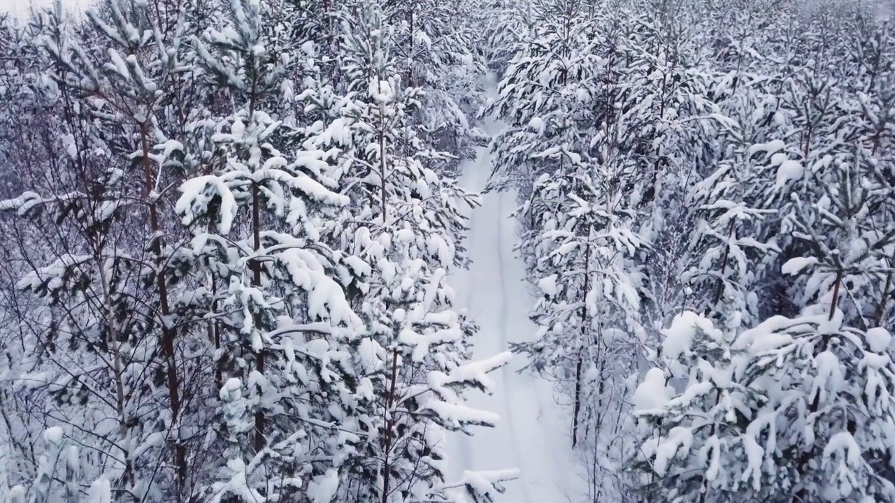 松树上的雪，空旷的道路视频素材