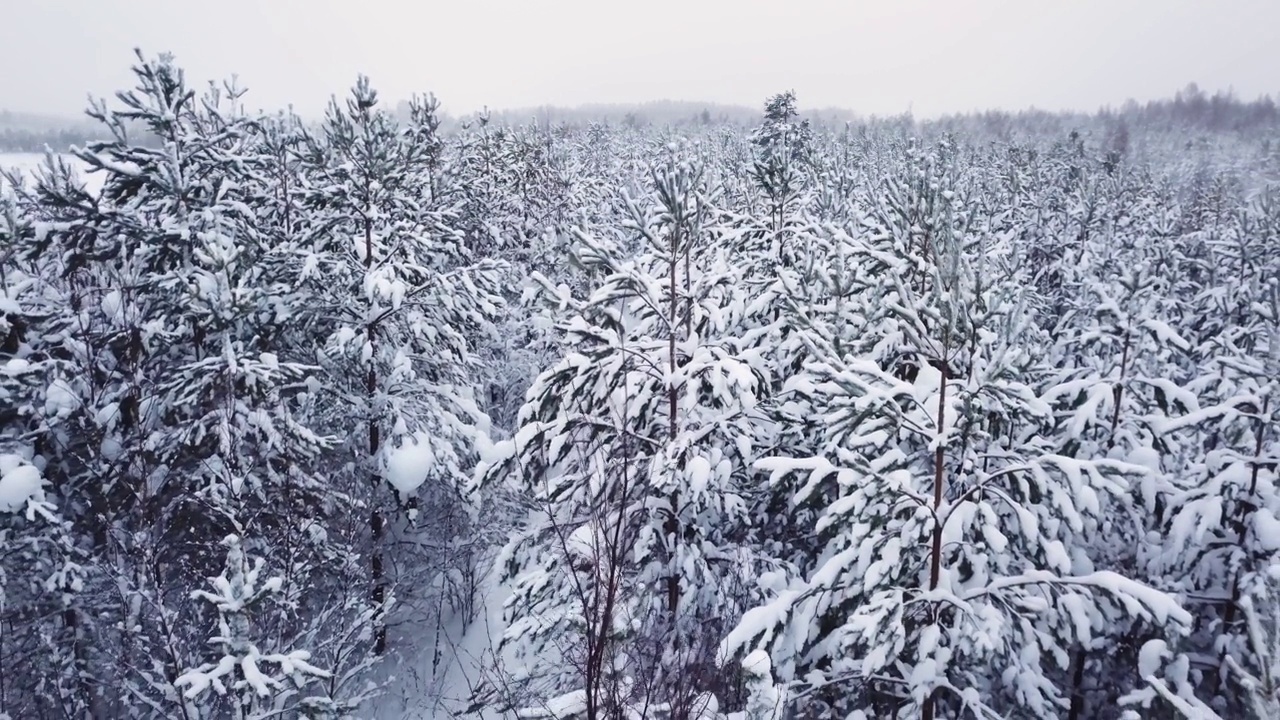 松树上的雪，空旷的道路视频素材