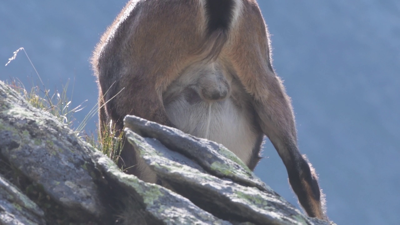 野山羊睾丸，山羊视频素材