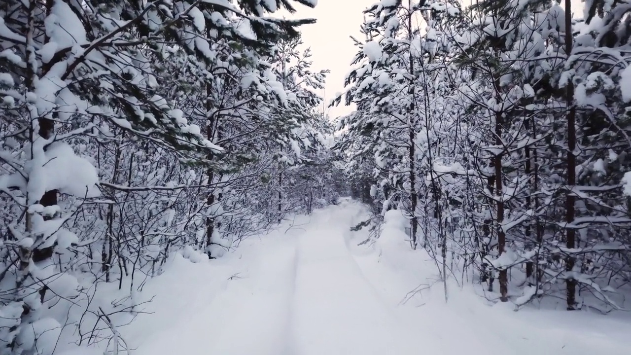 松树上的雪，空旷的道路视频素材