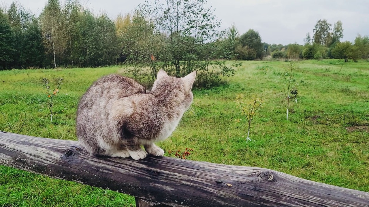 条纹灰猫在户外散步。乡村花斑宠物在乡村草地上。可爱的动物坐在木栅栏上。视频素材