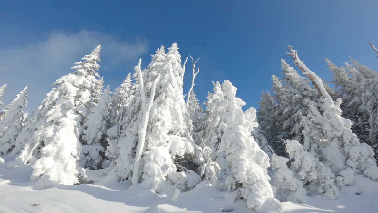 在阳光明媚的冬日，森林里的树木被冰雪覆盖视频素材