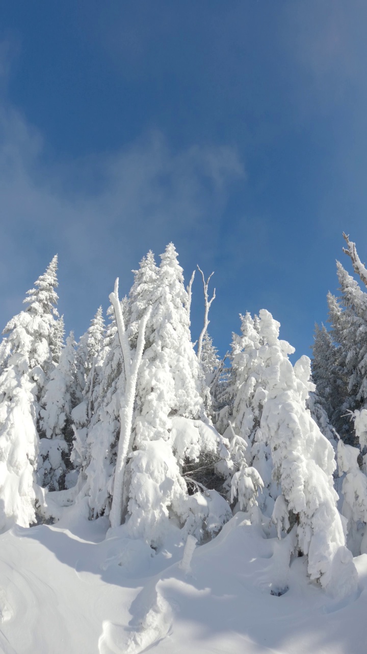 在阳光明媚的冬日，森林里的树木被冰雪覆盖视频素材