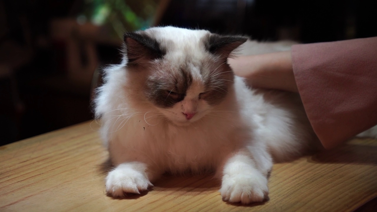 特写一个女人用手抚摸一只猫视频素材