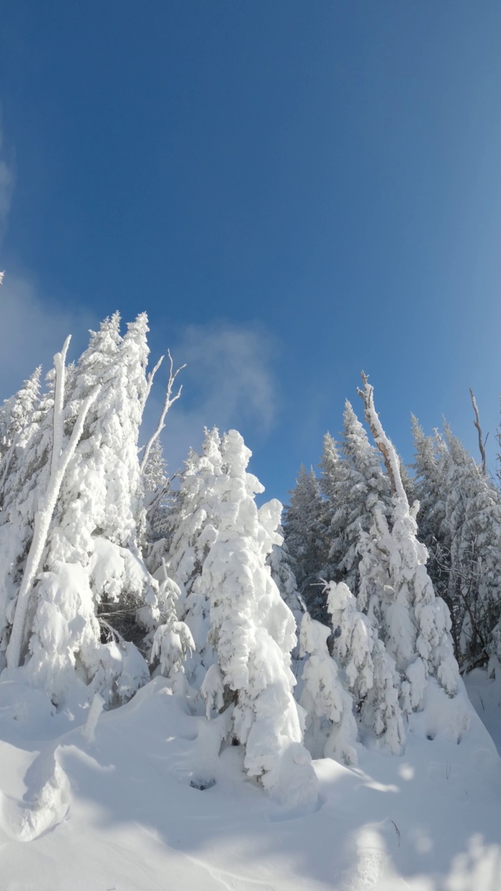 在阳光明媚的冬日，森林里的树木被冰雪覆盖视频素材