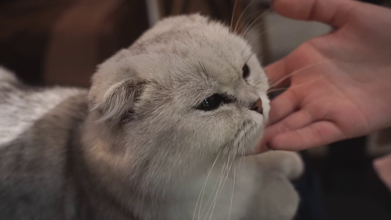 特写人类的手抚摸一只猫视频素材