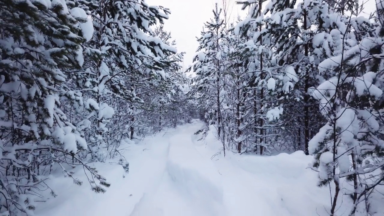 松树上的雪，空旷的道路视频素材