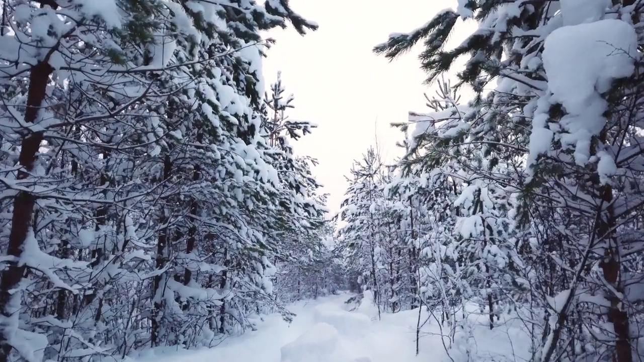 松树上的雪，空旷的道路视频素材